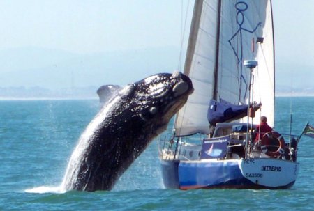 whale crash into sailboat